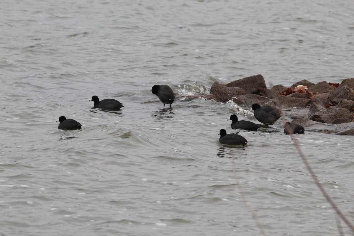 American Coot - ML646585453