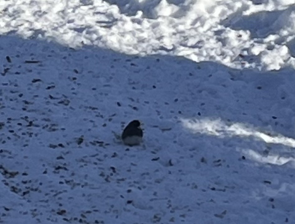 Dark-eyed Junco - ML646585455