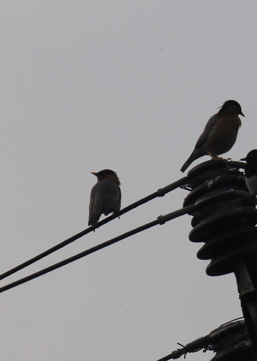 Brahminy Starling - ML646585457