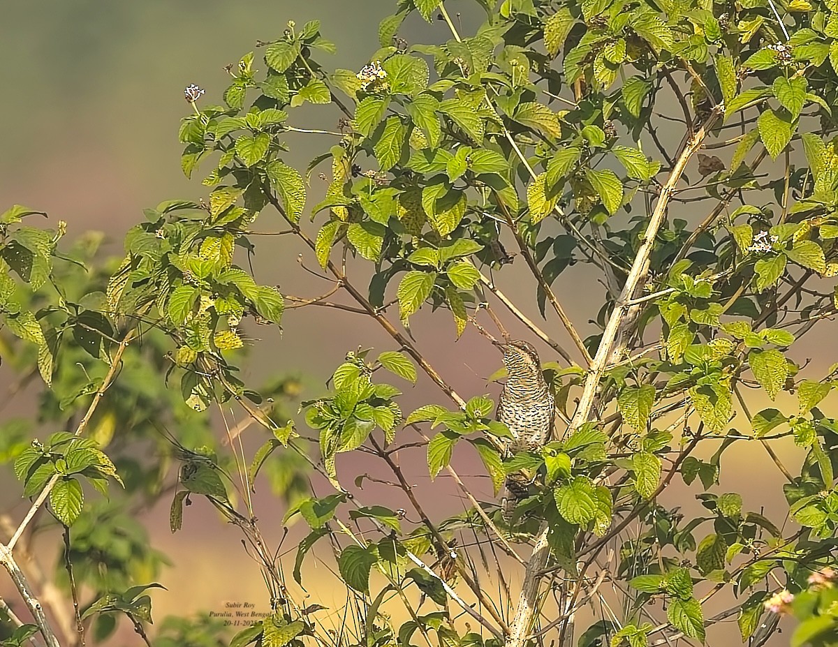 Eurasian Wryneck - ML646585459