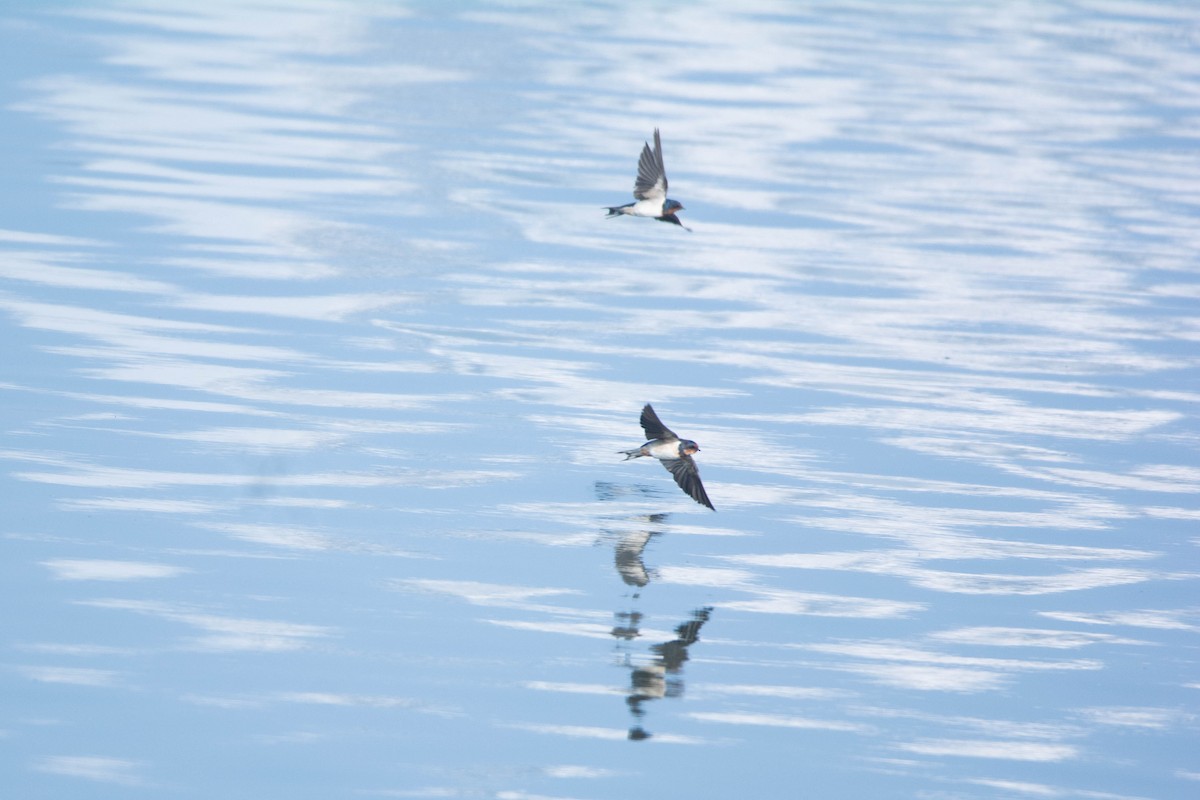 vlaštovka obecná - ML646585460