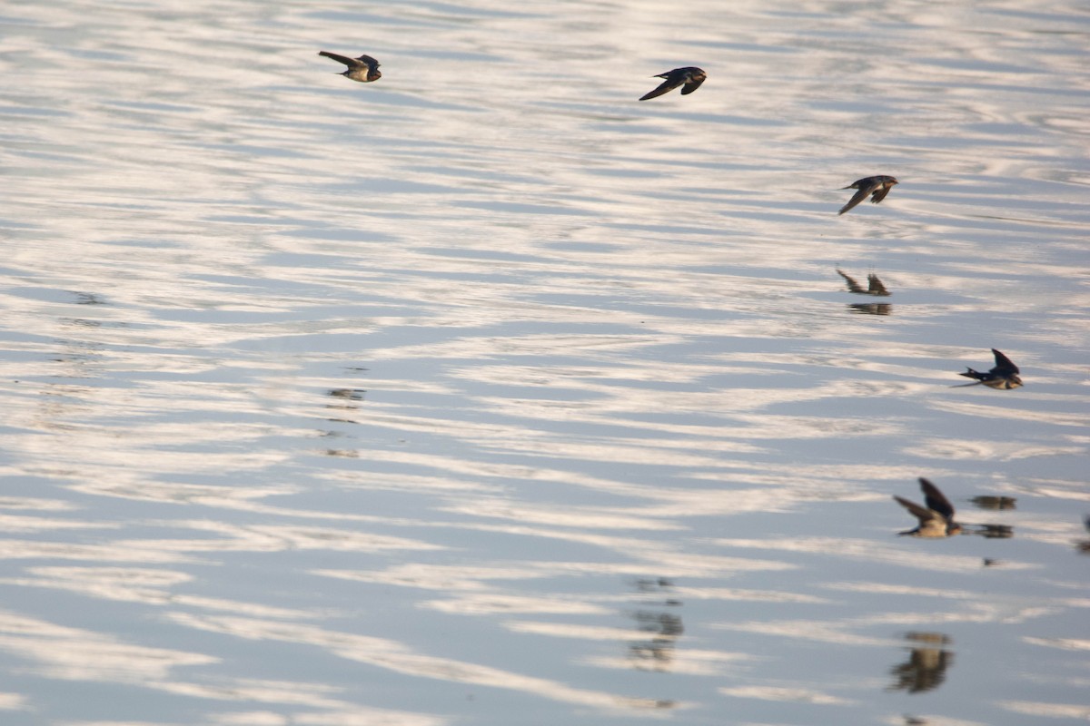 vlaštovka obecná - ML646585461