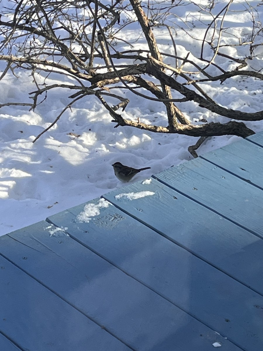 American Tree Sparrow - ML646585463