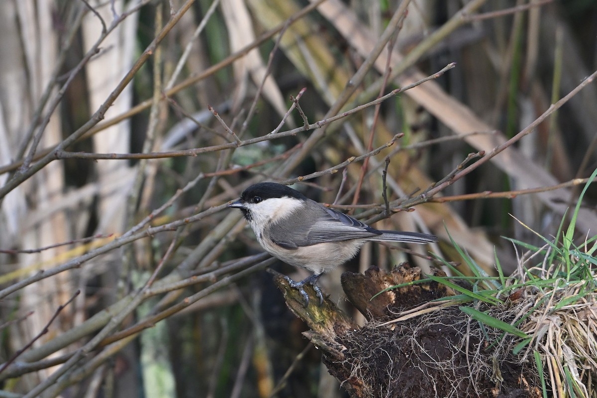 Willow Tit - ML646585464