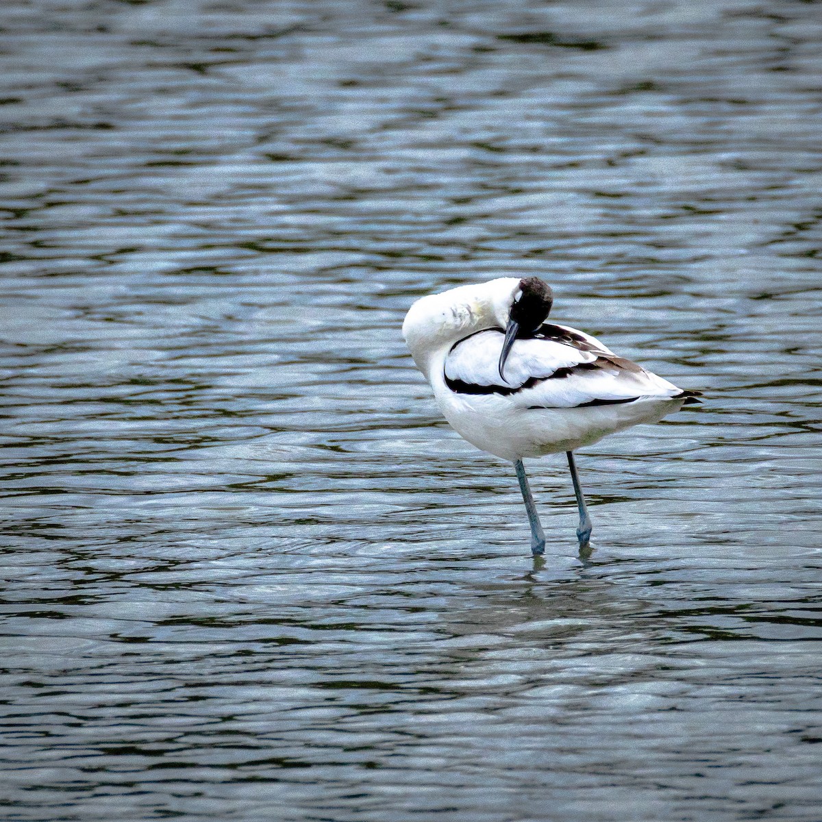 Pied Avocet - ML646585465
