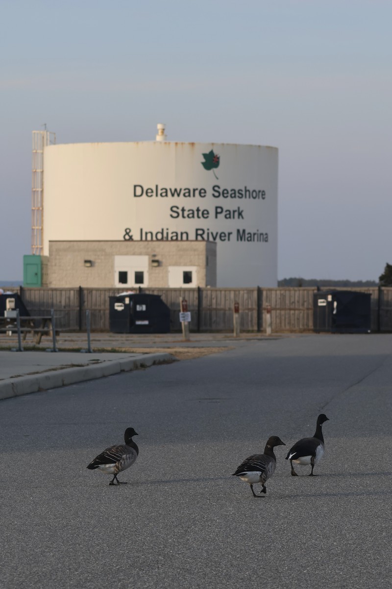 黑雁 - ML646585466