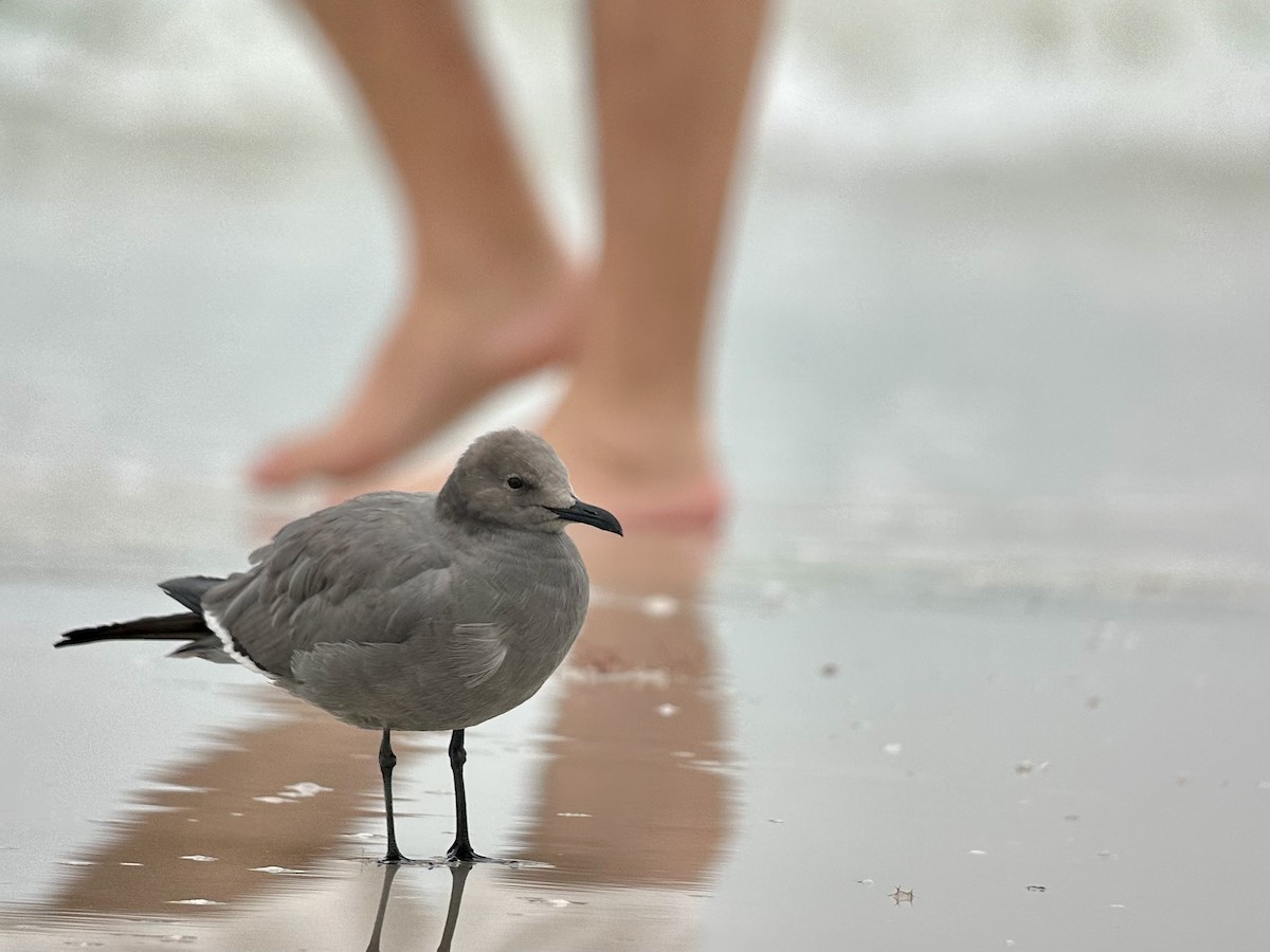 Gray Gull - ML646585469