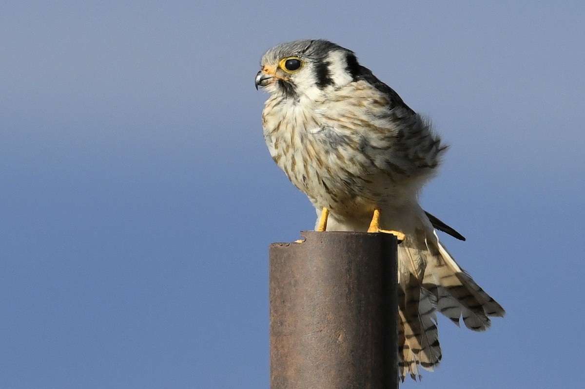 Ala Kerkenez - ML646585470