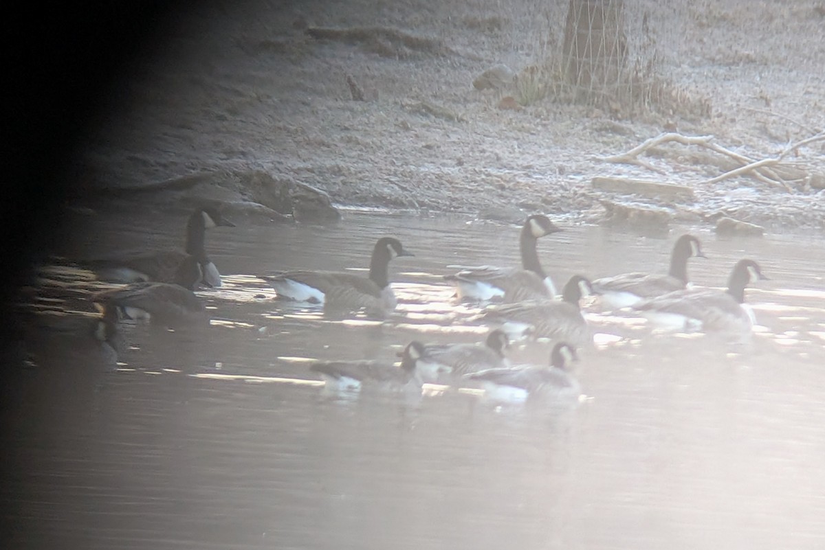 Cackling Goose - ML646585471