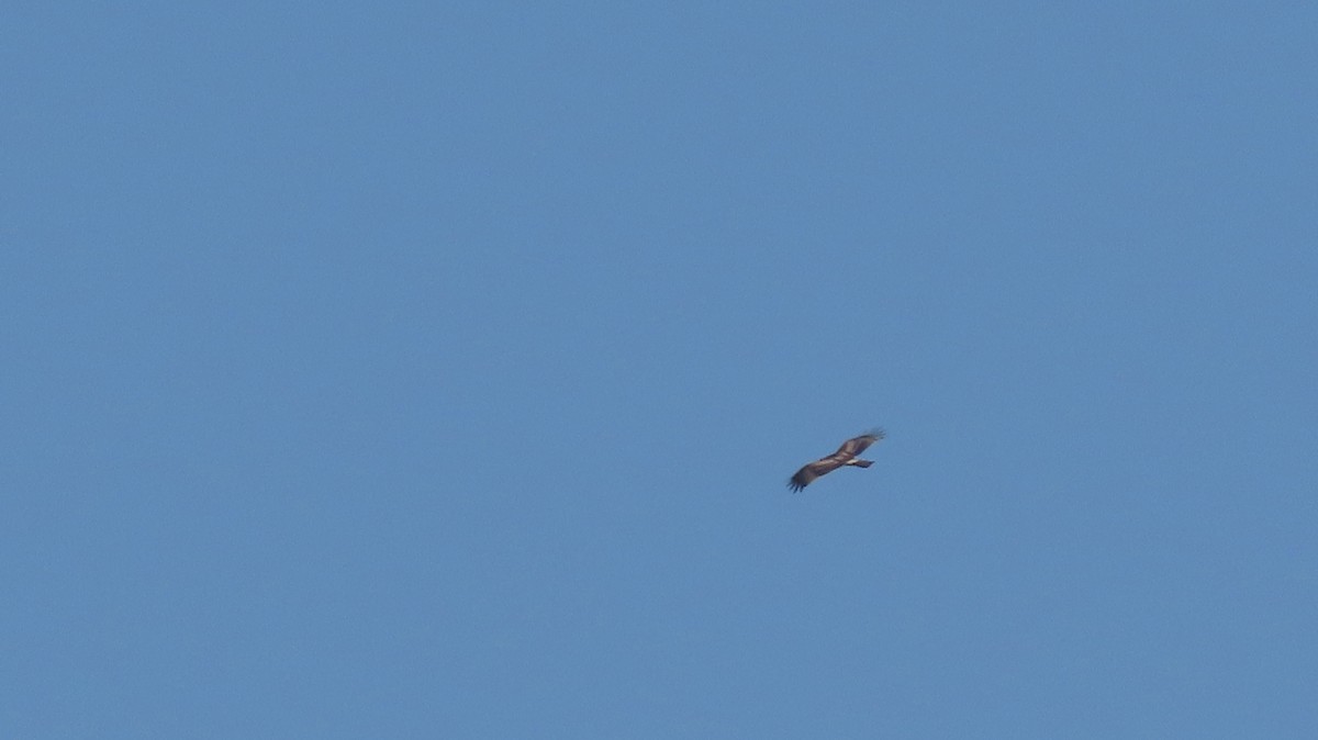 Booted Eagle - ML646585474