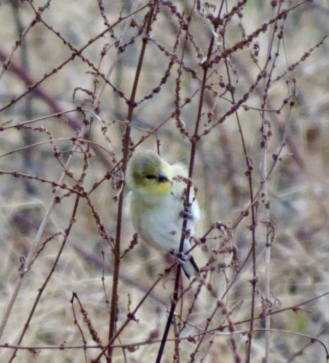 American Goldfinch - ML646585475