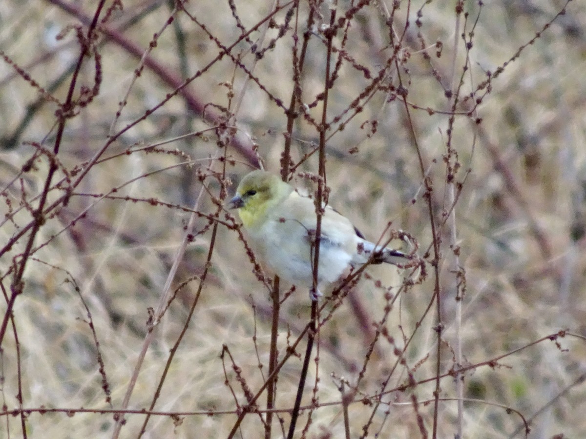 American Goldfinch - ML646585476