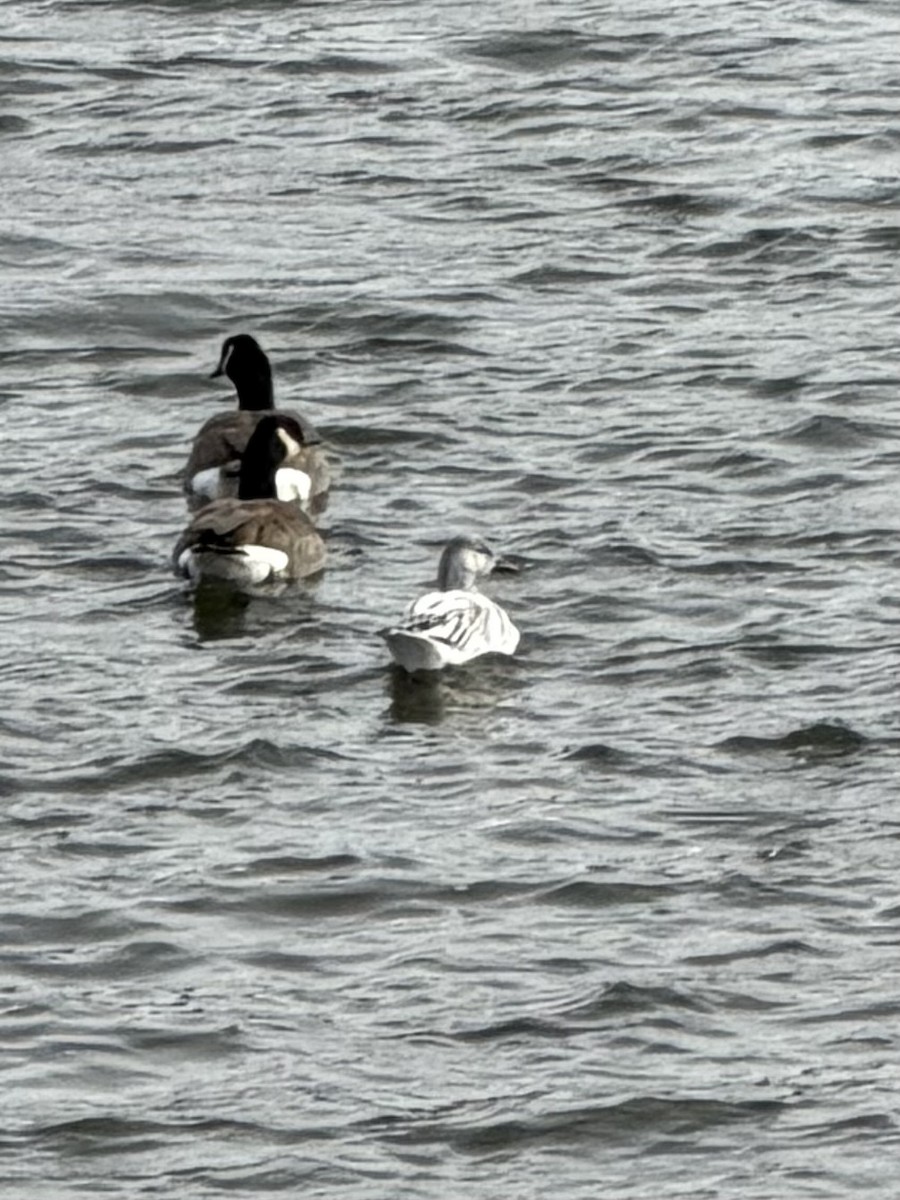 Snow Goose - ML646585478