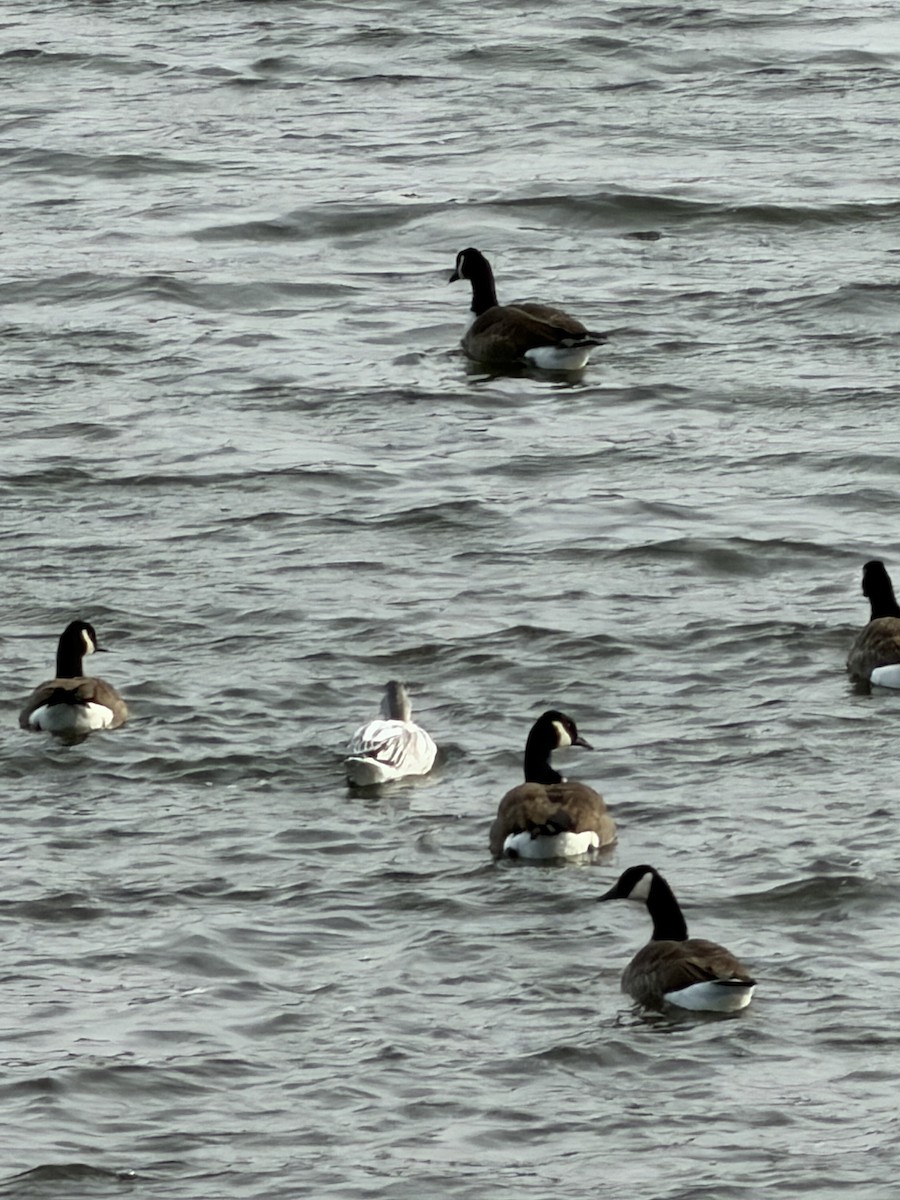 Snow Goose - ML646585479