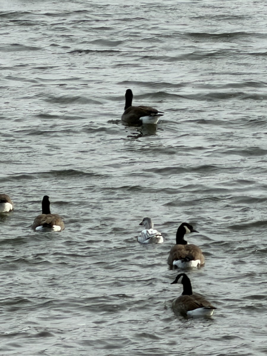 Snow Goose - ML646585480