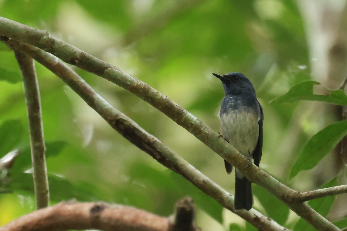 Hainan Blue Flycatcher - ML646585481