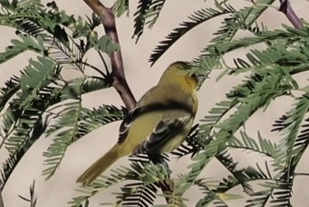 Oriole des vergers - ML646585482