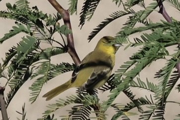 Orchard Oriole - ML646585483