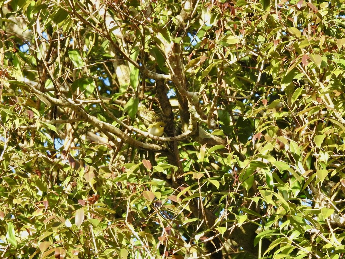 Indian White-eye - ML646585484