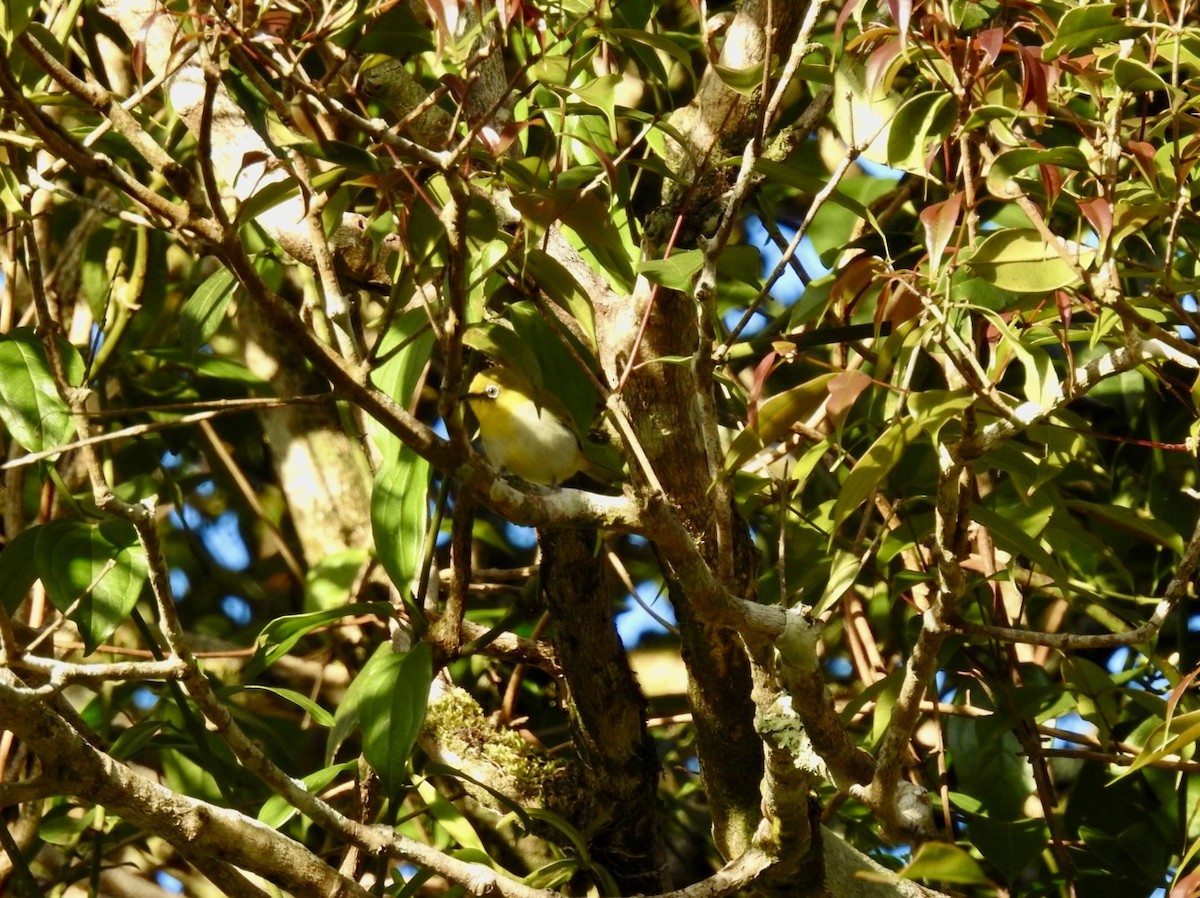 Indian White-eye - ML646585485