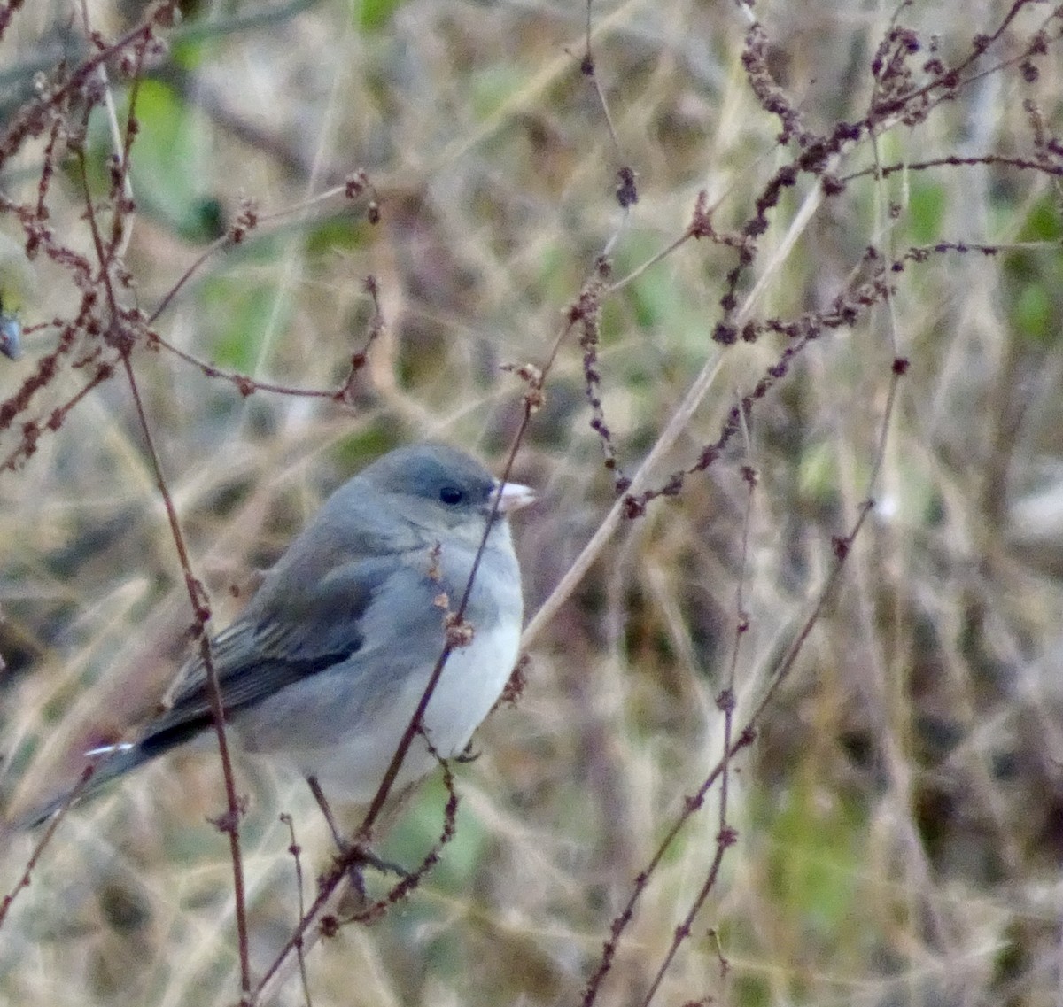 Dark-eyed Junco - ML646585486
