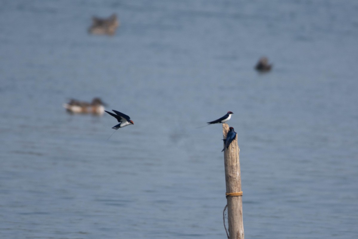 vlaštovka dlouhoocasá - ML646585487