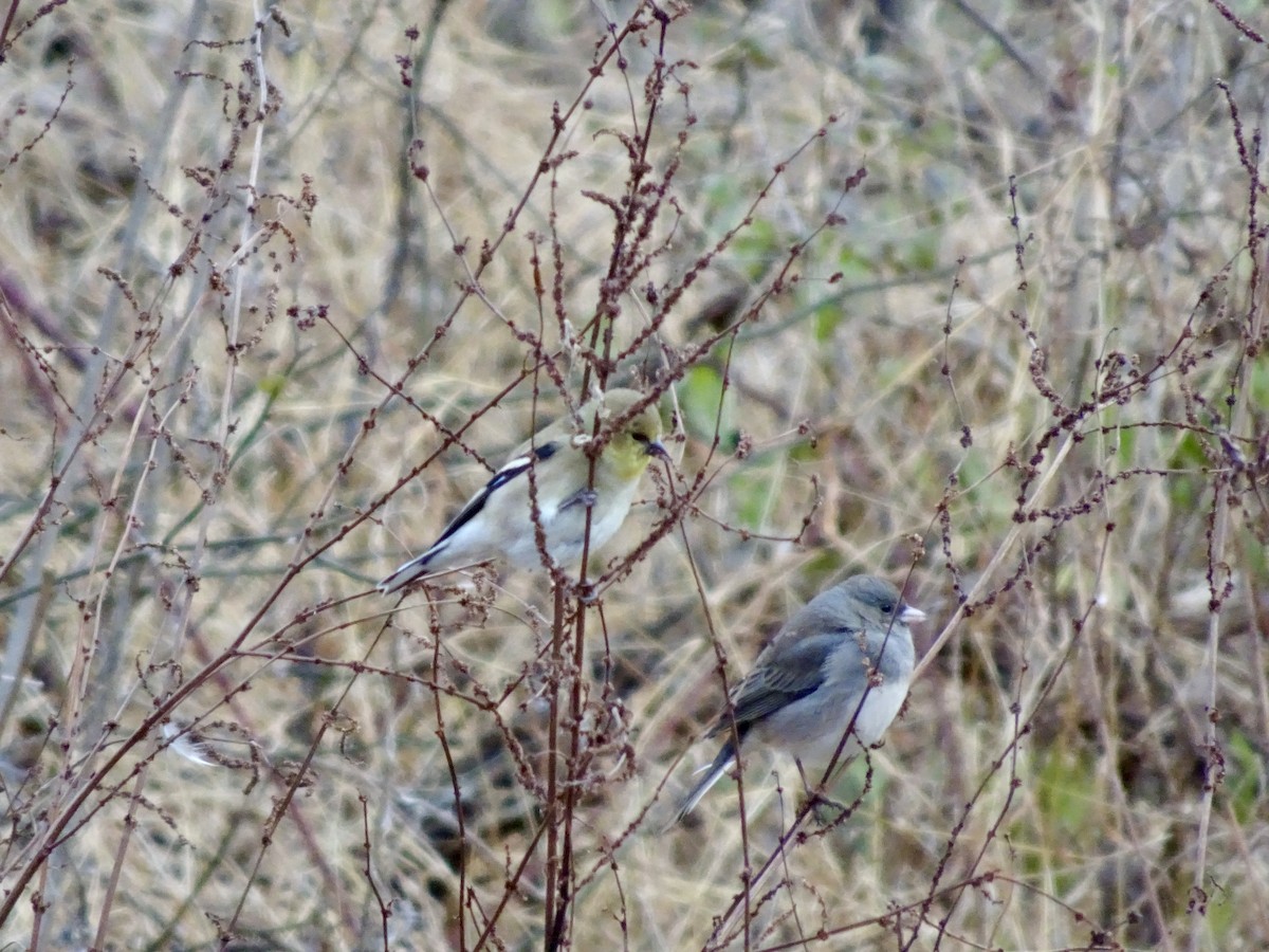 Dark-eyed Junco - ML646585488