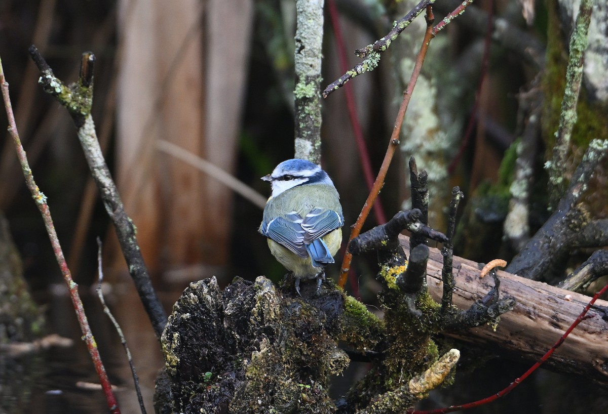 Amilotx urdin europarra - ML646585489