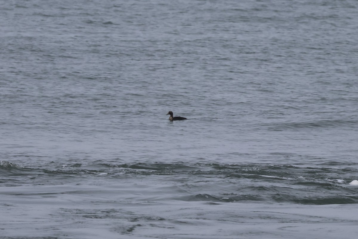 Common Eider (Dresser's) - ML646585490