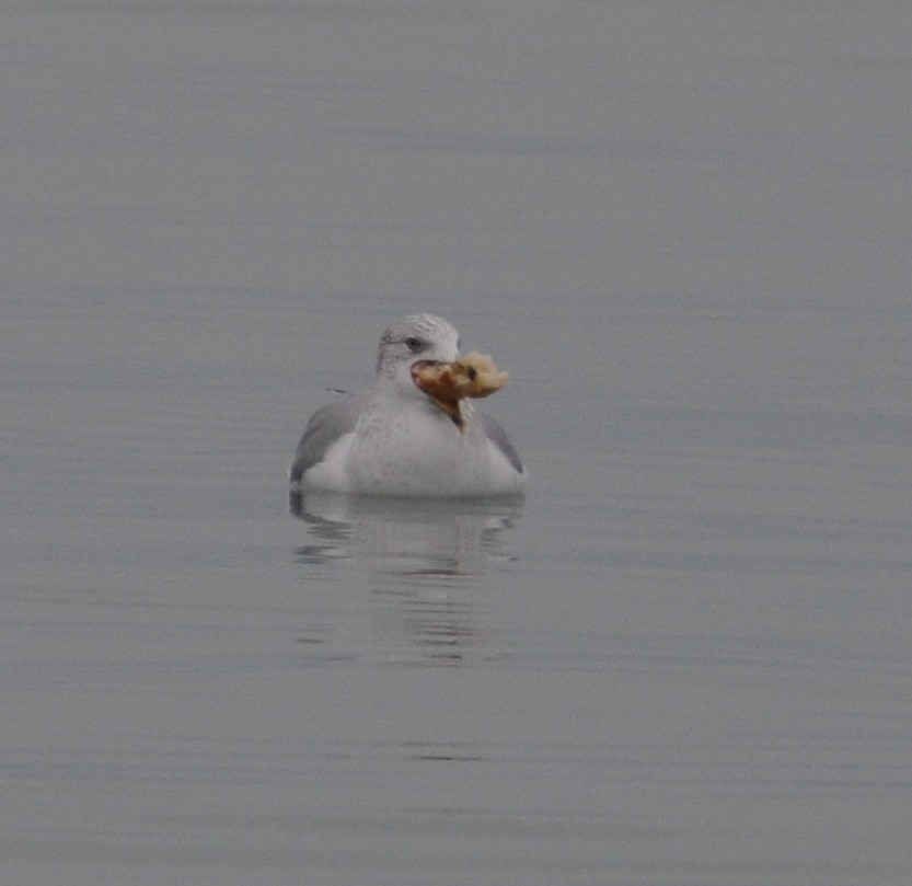Ring-billed Gull - ML646585507