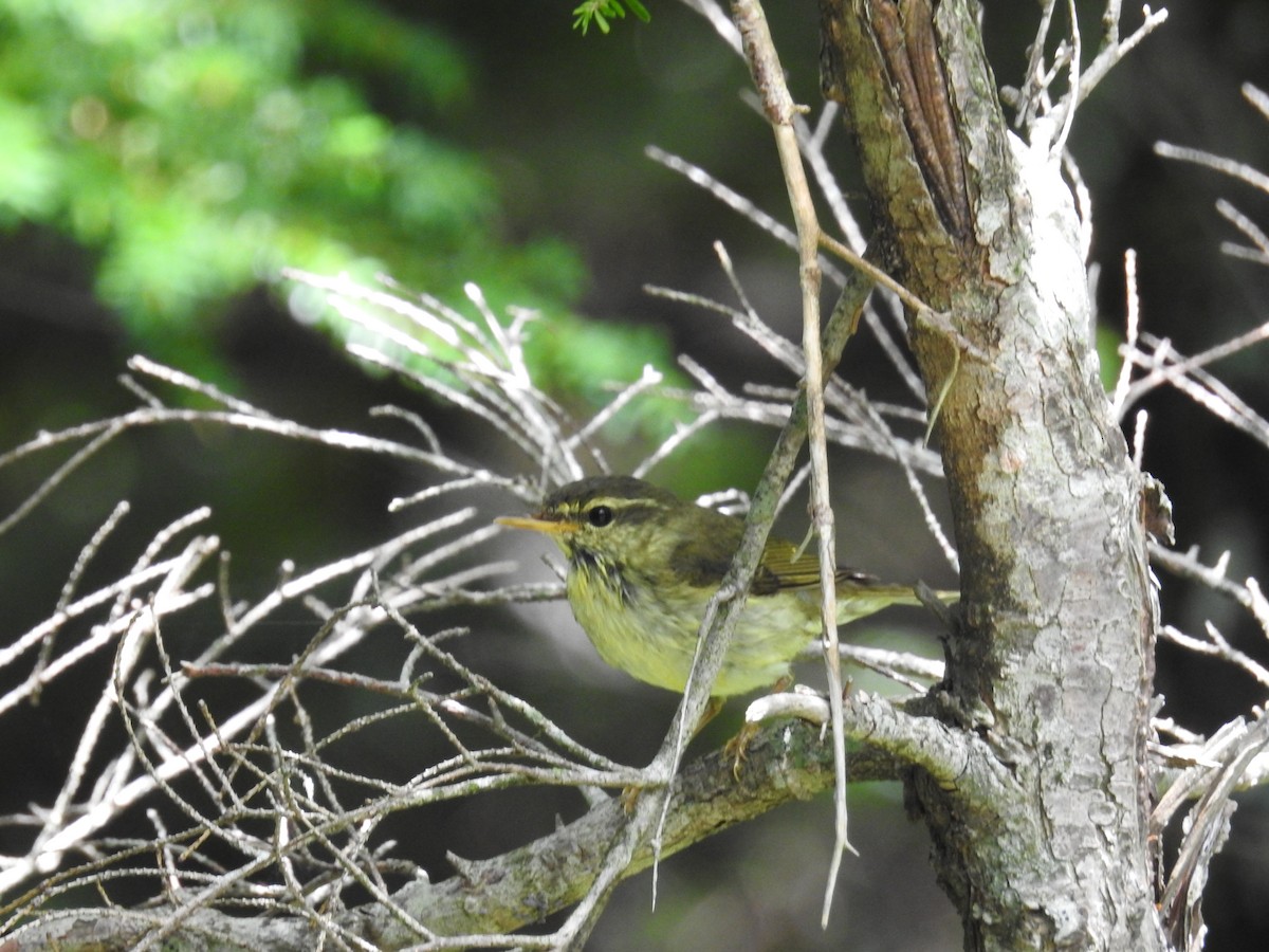 Japanese Leaf Warbler - ML646585509