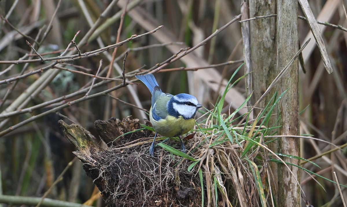 Amilotx urdin europarra - ML646585512