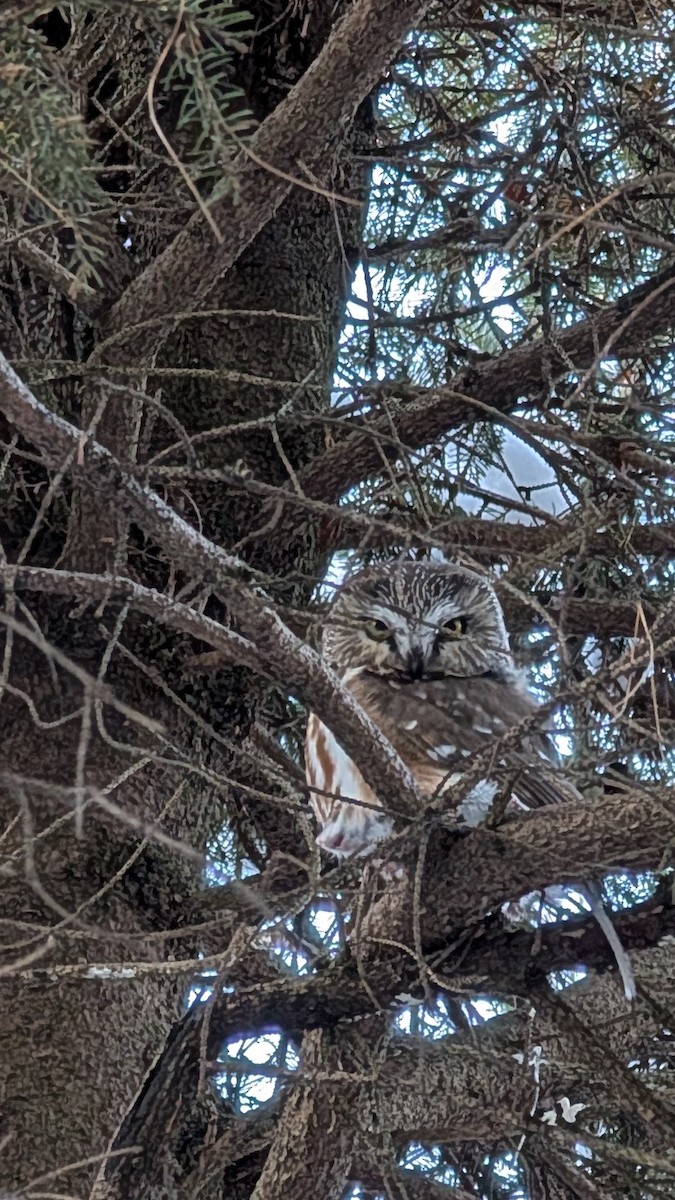 Northern Saw-whet Owl - ML646585518