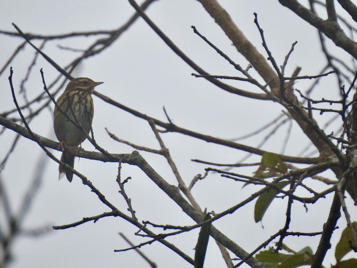 Olive-backed Pipit - ML646585525