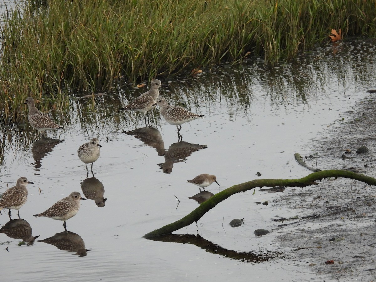 Black-bellied Plover - ML646585528