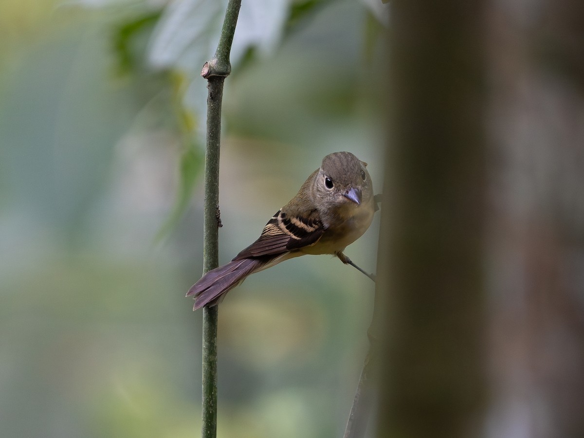 Acadian Flycatcher - ML646585530