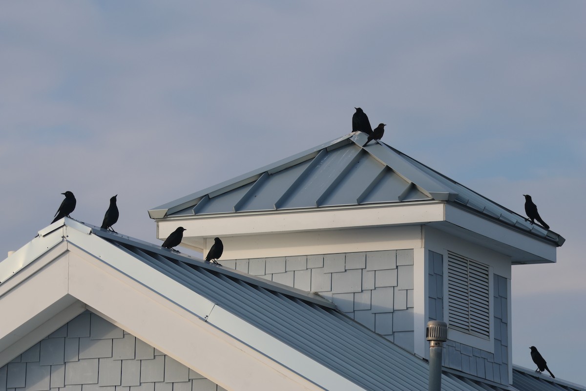 Boat-tailed Grackle - ML646585534