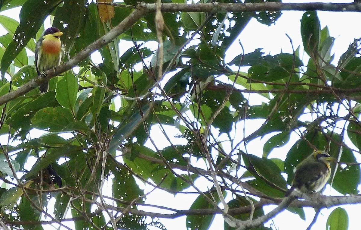 vousák žlutohrdlý - ML646585536