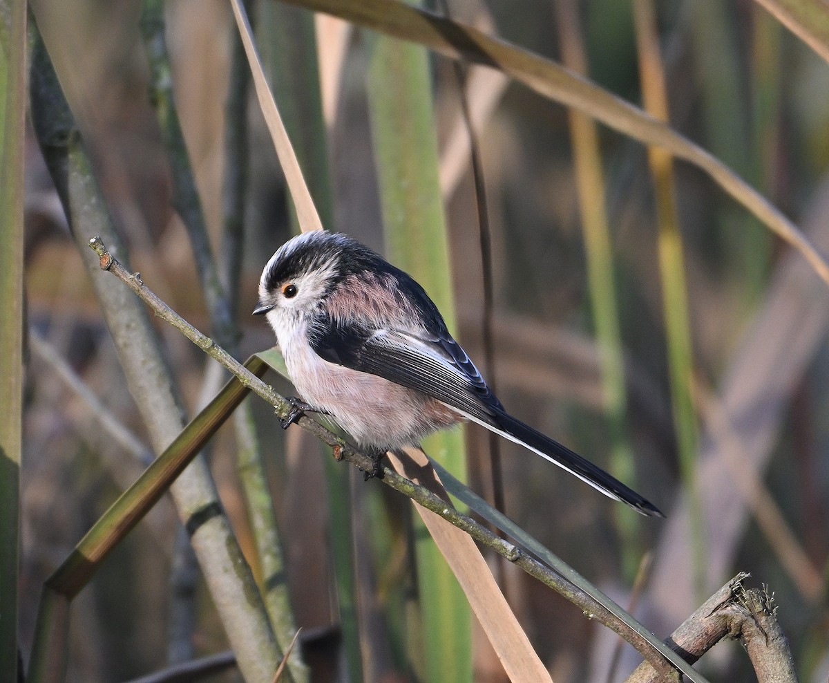 Long-tailed Tit - ML646585537
