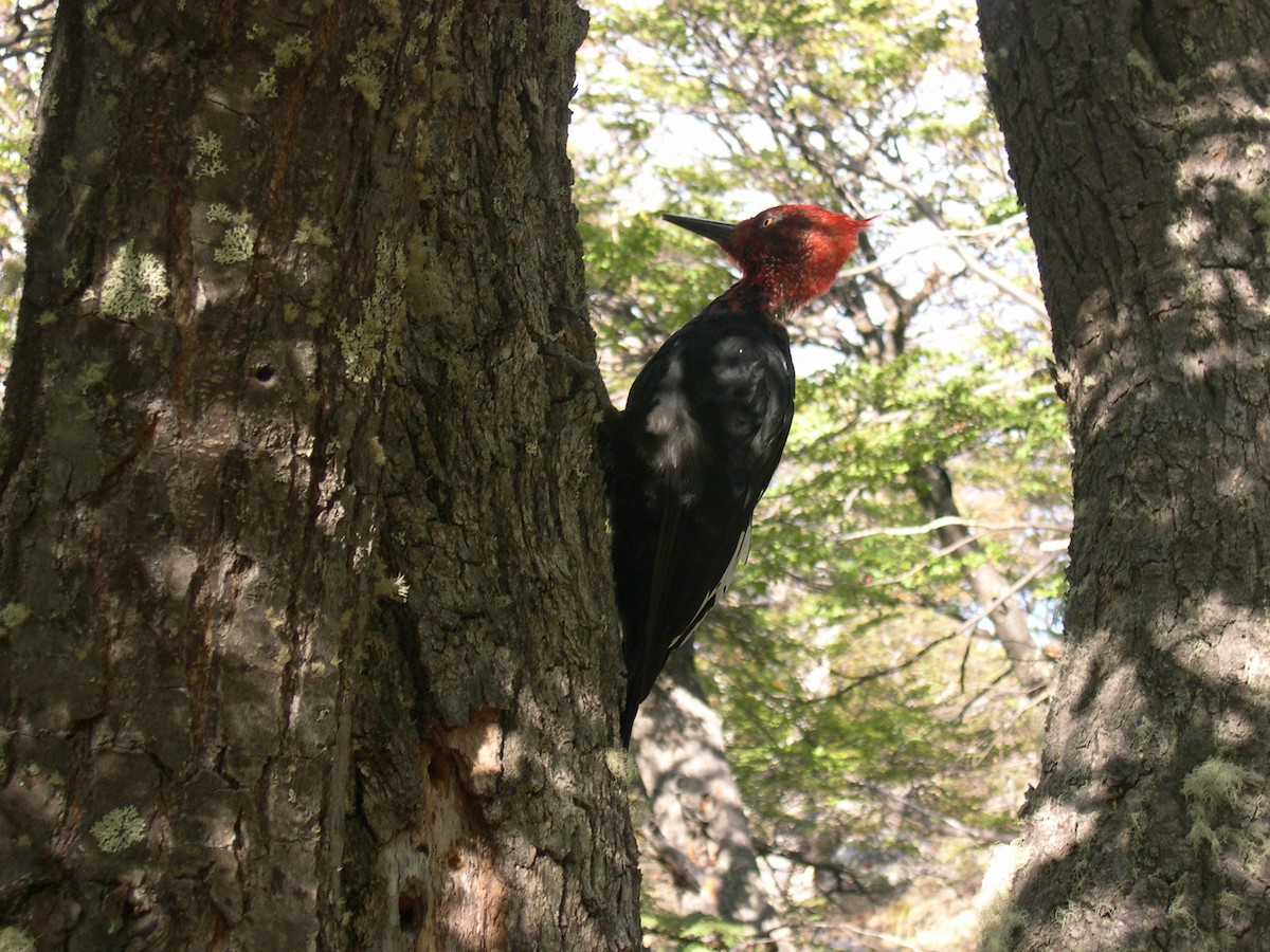 Magellanic Woodpecker - ML646585538