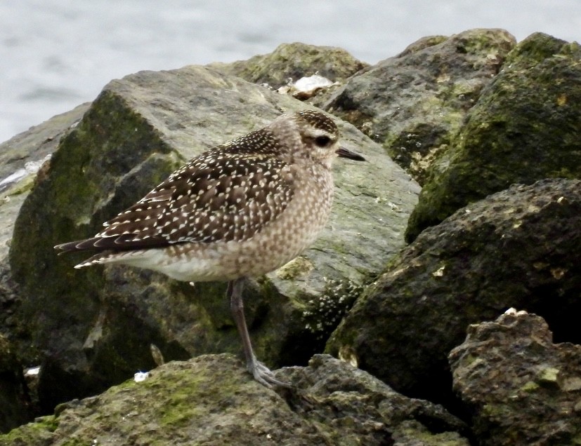 חופזי אמריקני - ML646585541