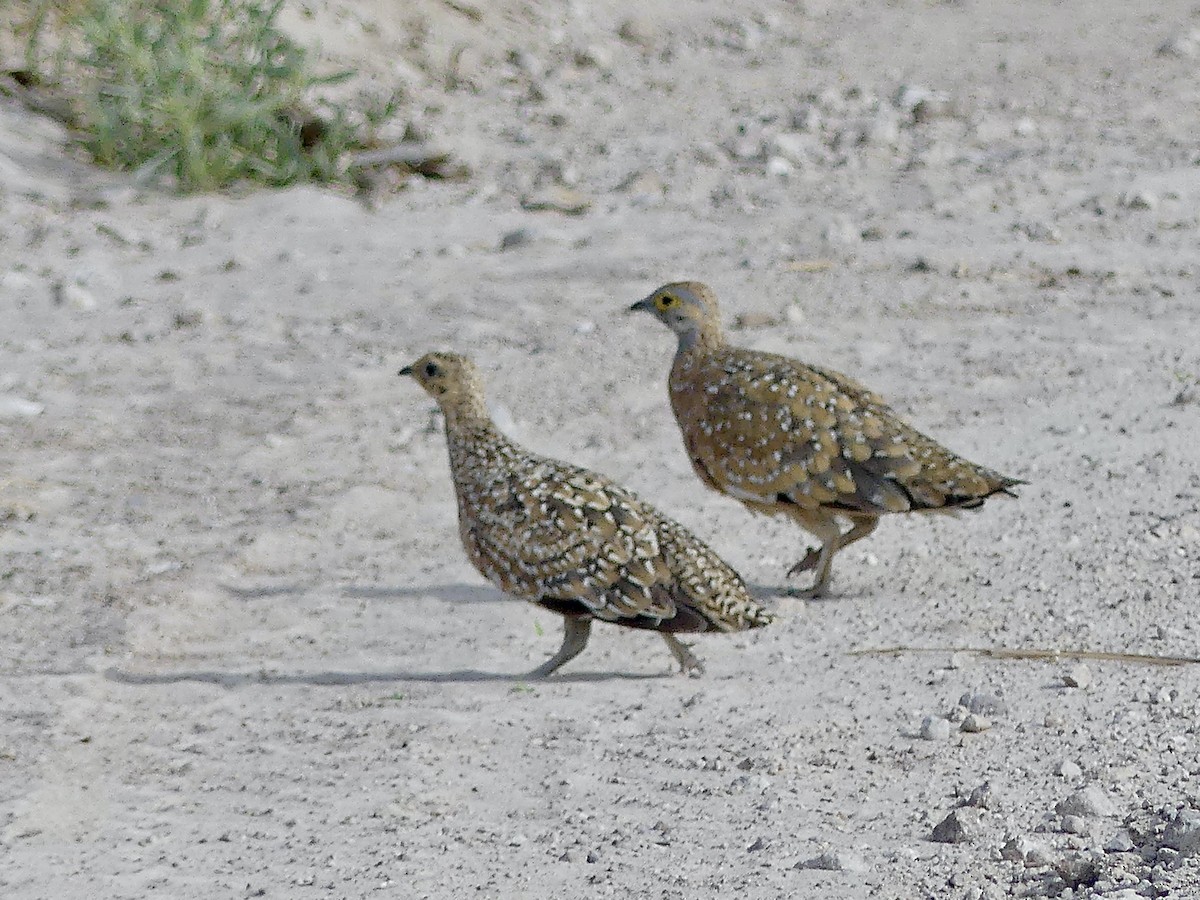 Fleckenflughuhn - ML646585545