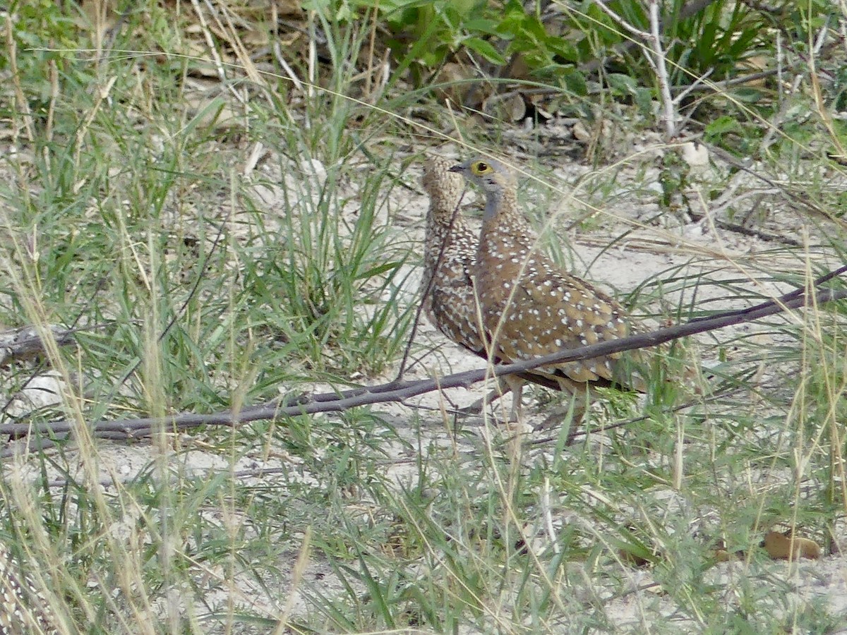 Fleckenflughuhn - ML646585546