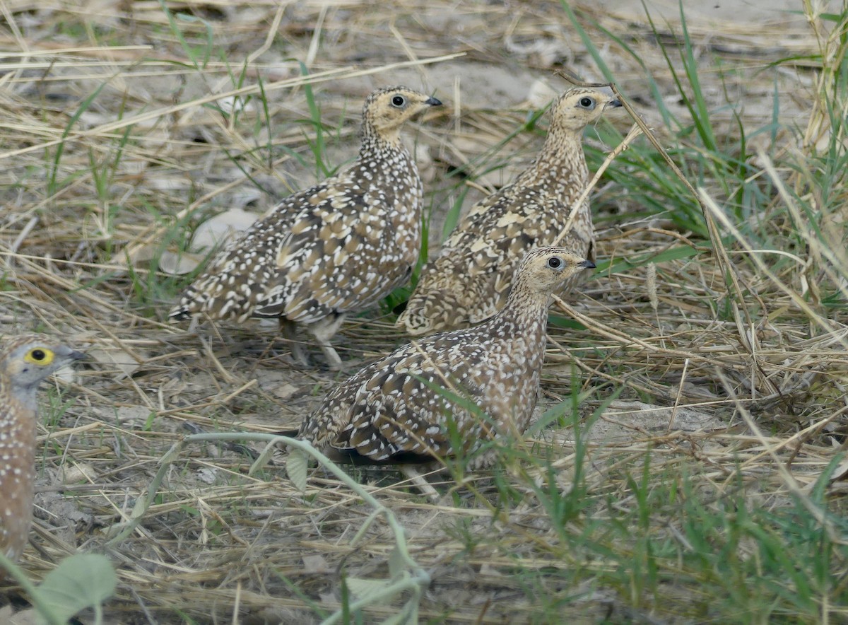 Fleckenflughuhn - ML646585547