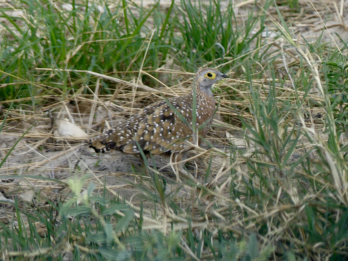 Fleckenflughuhn - ML646585548