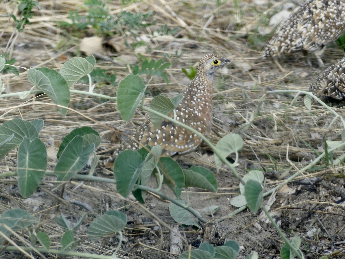 Fleckenflughuhn - ML646585549