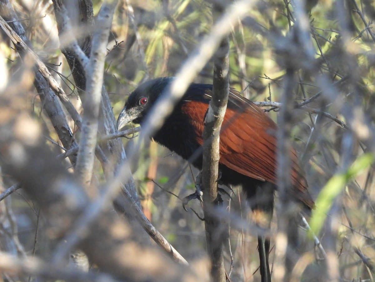 Malagasy Coucal - ML646585550