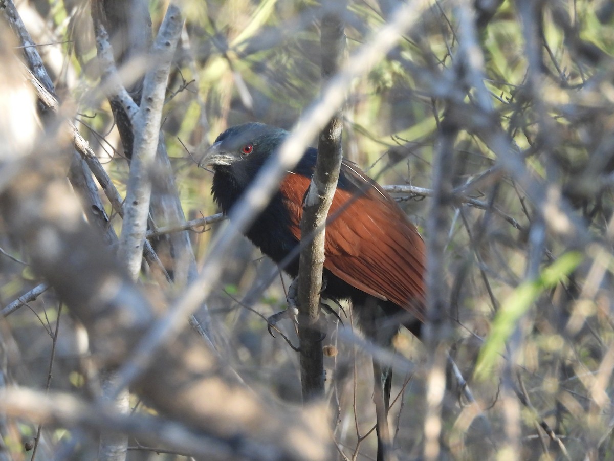Malagasy Coucal - ML646585551