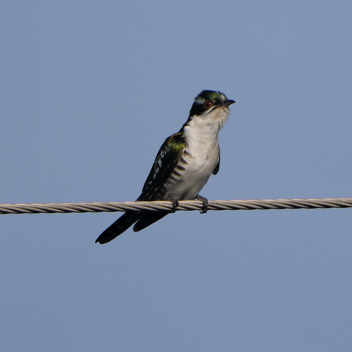 Dideric Cuckoo - ML646585554
