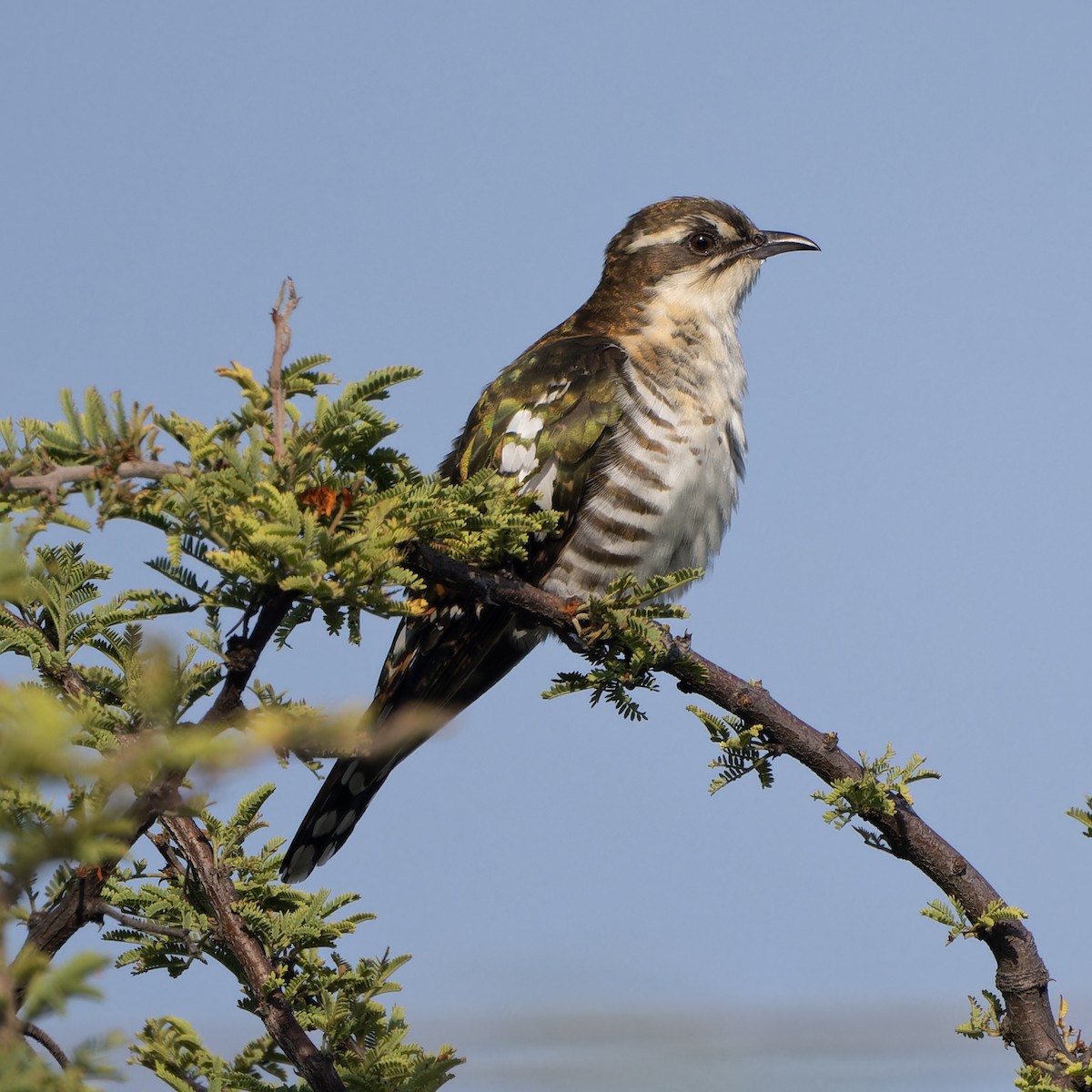 Dideric Cuckoo - ML646585556